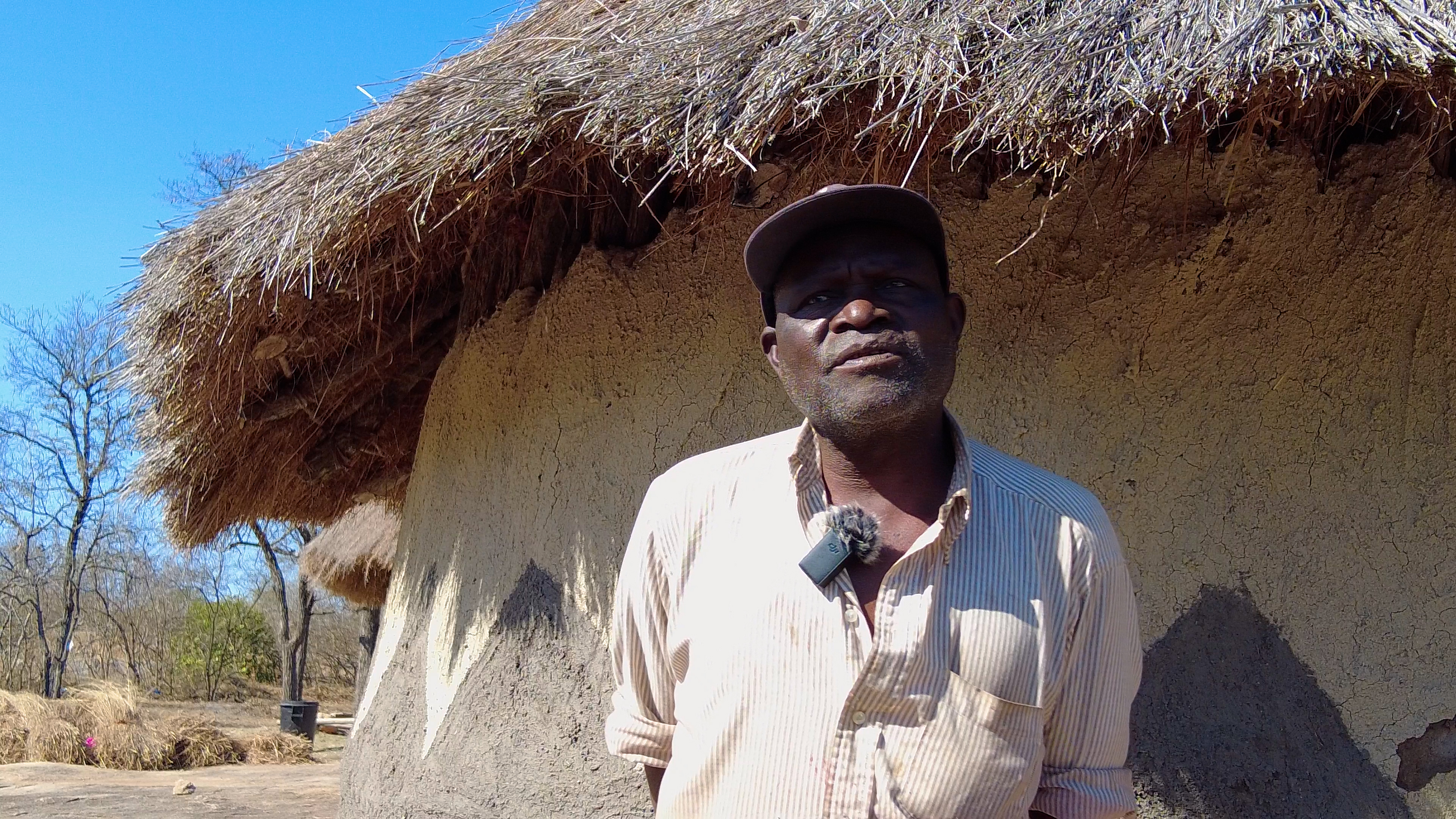 image of Lesania Pureni