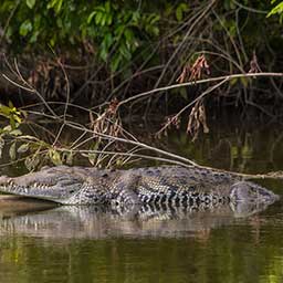 Crocodile